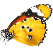 https://www.istanbulpetotel.com/wp-content/uploads/2019/08/butterfly.png